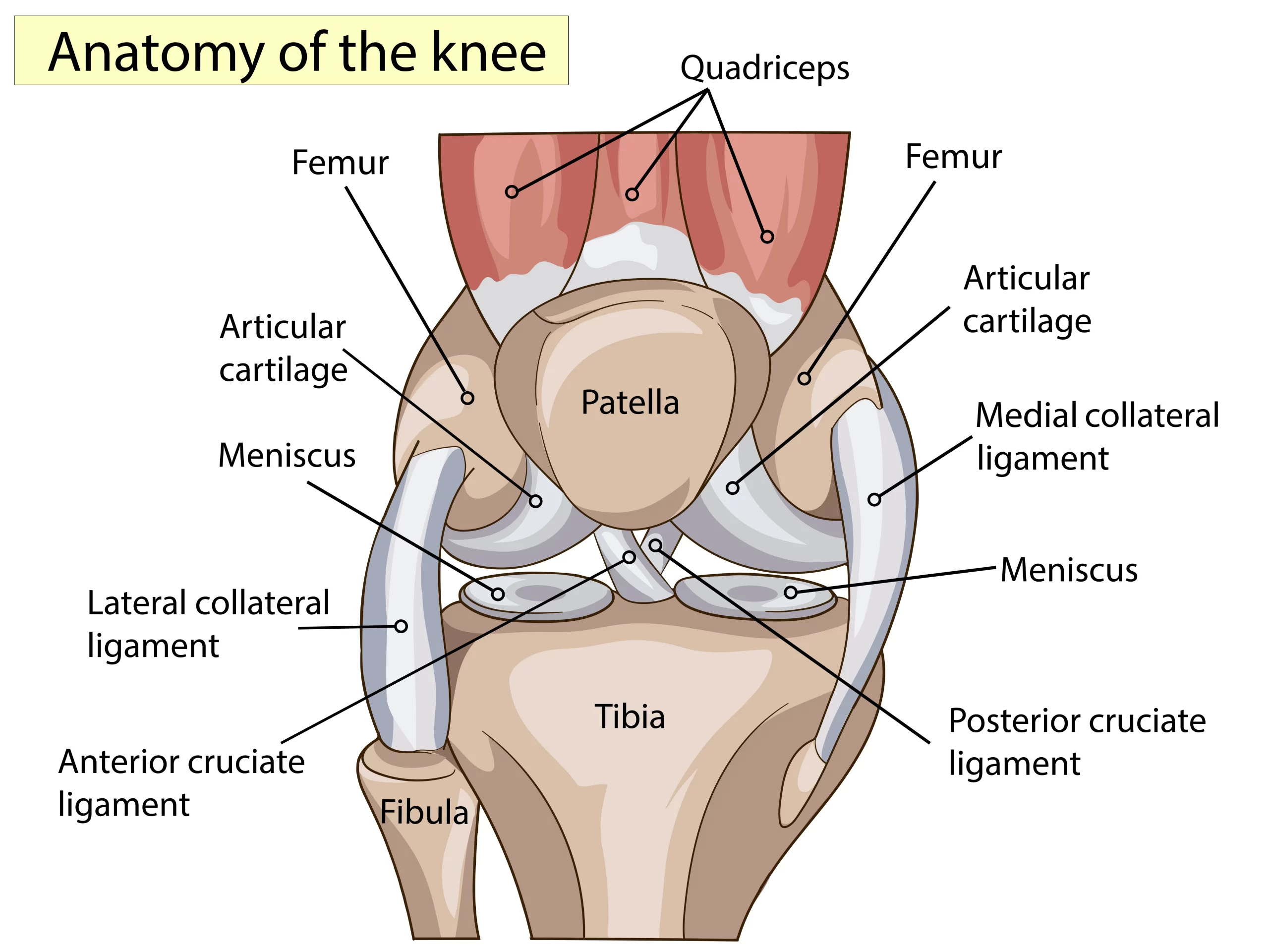 ACLTear Knee Anatomy