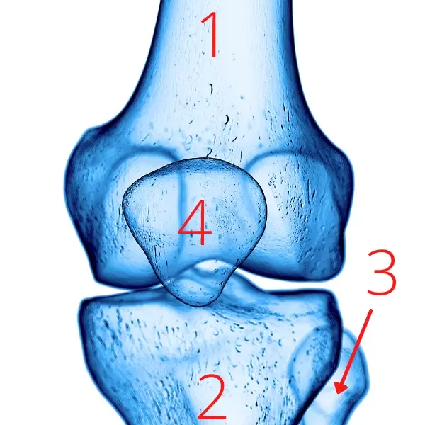 The anatomy of the Patellofemoral Joint
